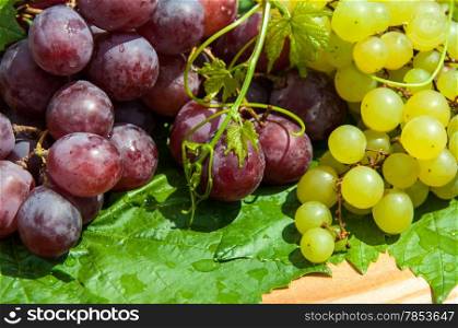 Grapes are a genus of plants in the family Vitaceae