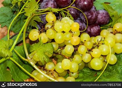 Grapes are a genus of plants in the family Vitaceae