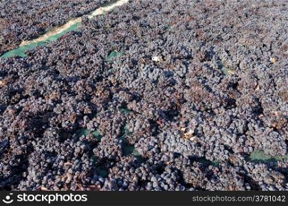 Grapes are drying on the field on the island of Santorini in Greece.
