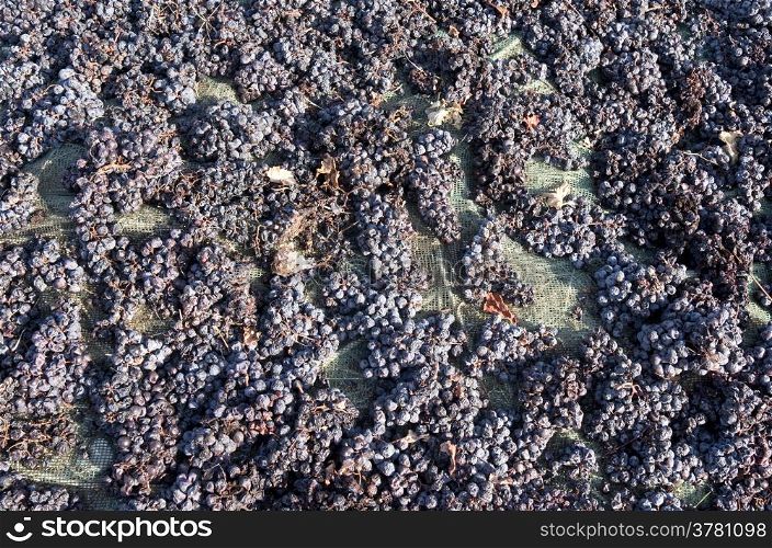 Grapes are drying on the field on the island of Santorini in Greece.