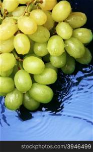 Grapes close-up over blue backgrounds with water