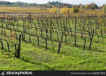 Grapes fields during winter fall autumn days