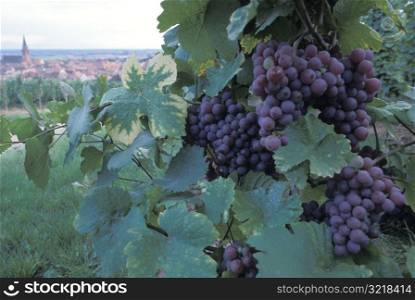 Grapes Growing on the Vine