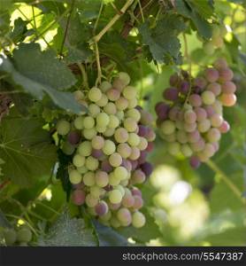 Grapes hanging on vine, Dunhuang, Jiuquan, Gansu Province, China