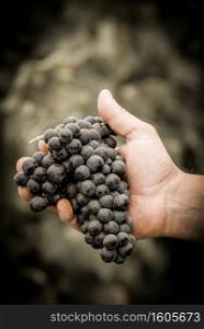 Grapes harvest. Farmers hands with freshly harvested black grapes, France. Farmers hands with freshly harvested black grapes