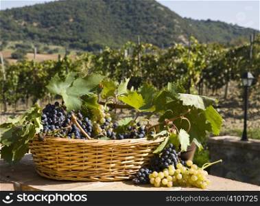 grapes in a basket