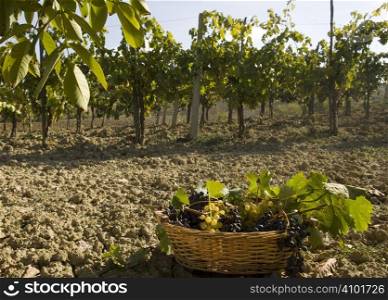 grapes in a basket