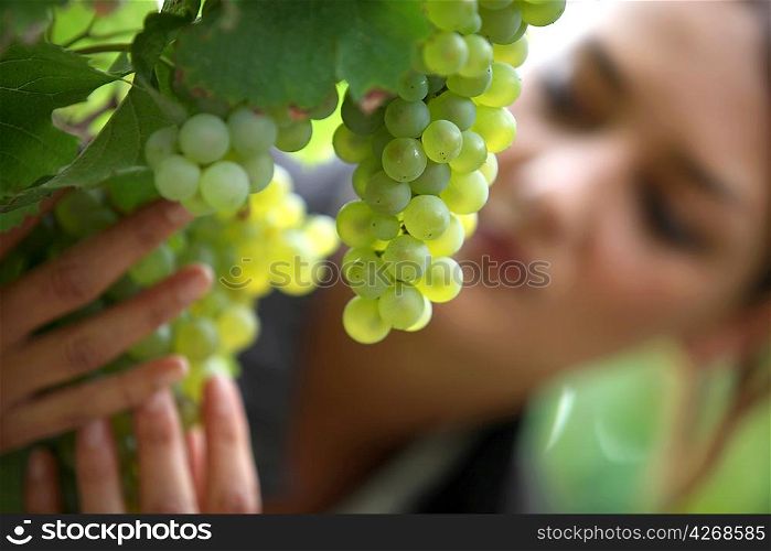Grapes in a vineyard being checked over