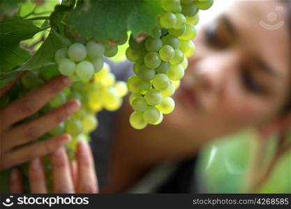 Grapes in a vineyard being checked over