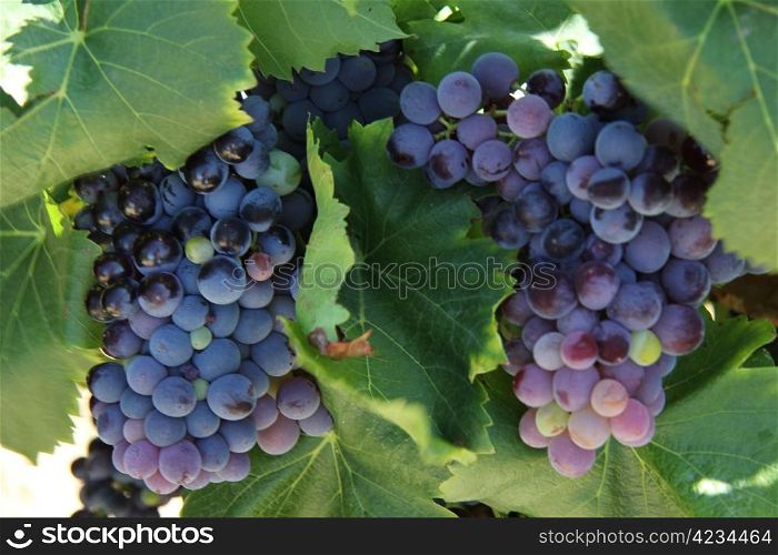 Grapes in a vineyard in the Provence, France