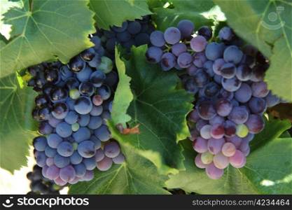 Grapes in a vineyard in the Provence, France