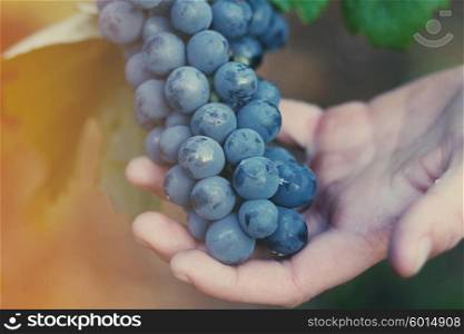 grapes in hands. harvest