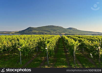 Grapes in the vineyard. Beautiful natural colorful background with wine.