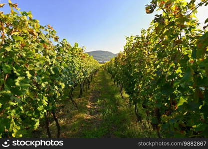 Grapes in the vineyard. Beautiful natural colorful background with wine.