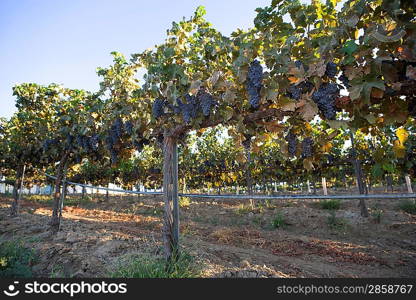 Grapes in vineyard