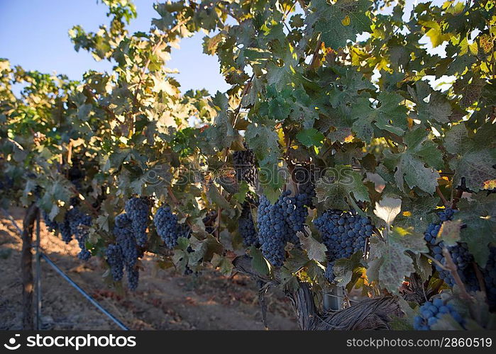 Grapes in vineyard