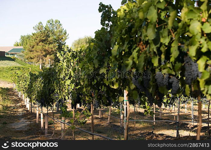 Grapes in vineyard