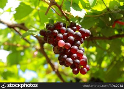 grapes in vineyard on a sunny day
