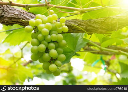 Grapes in vineyard on a sunny day