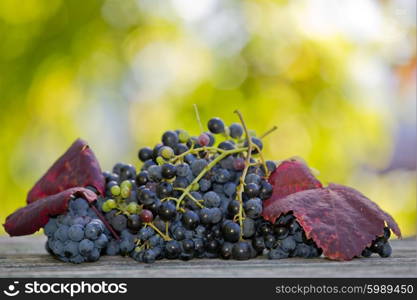 Grapes in wooden table outdoor in the garden