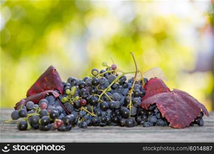 Grapes in wooden table outdoor in the garden