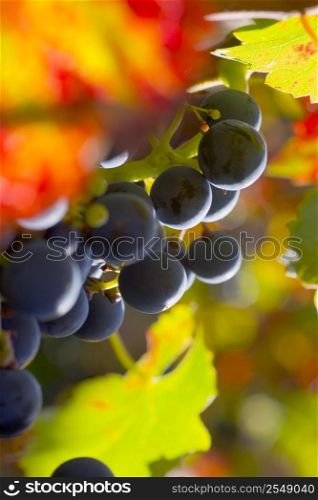 Grapes of red wine with colorful leaves in fall