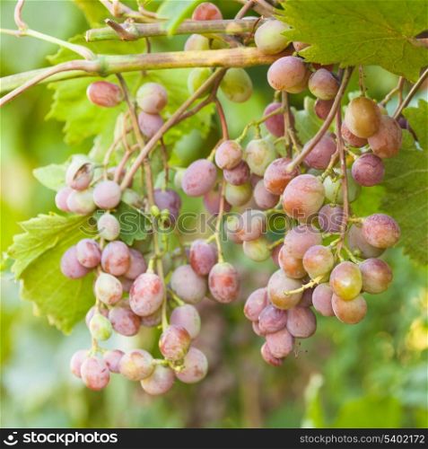 Grapes on a branch grow in the garden, closeup