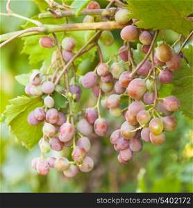 Grapes on a branch grow in the garden, closeup