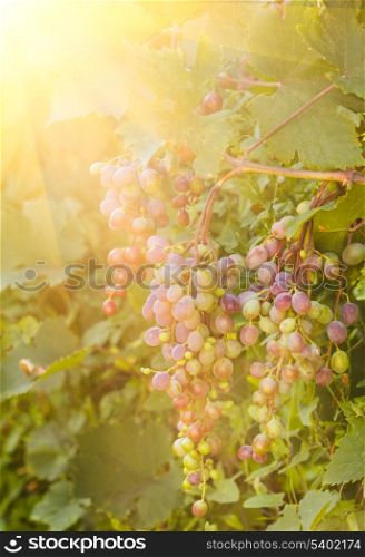 Grapes on a branch in the evening sun rays