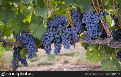 Grapes on the Vine