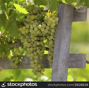Grapes on the vine in the vineyards producing Chilean wine near Santa Cruz in the Colchagua Valley in Central Chile. South America