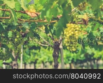 Grapes on the Vine (Vintage filter effect used)