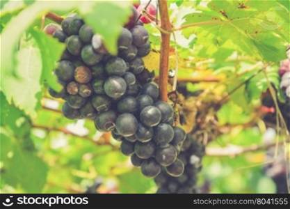 Grapes on the Vine (Vintage filter effect used)