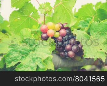 Grapes on the Vine (Vintage filter effect used)