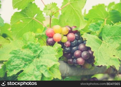 Grapes on the Vine (Vintage filter effect used)