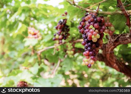 Grapes on tree in farm with the sunlight.