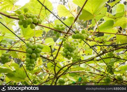 grapes on tree in the vineyard at sunlight