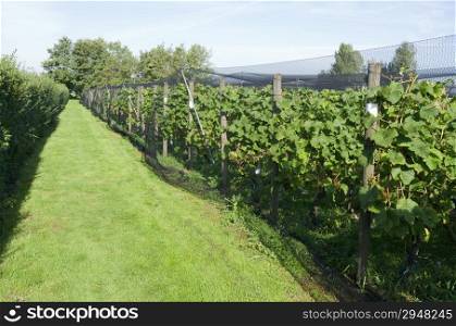 Grapes plants are protected by a protective net in a vineyard in Ter Aar in Netherlands.