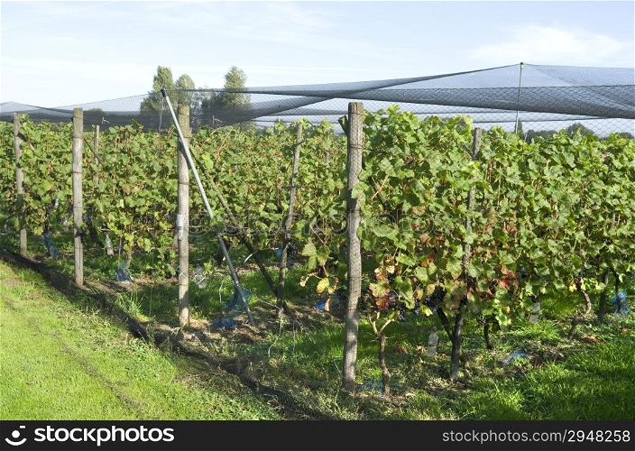 Grapes plants are protected by a protective net in a vineyard in Ter Aar in Netherlands.