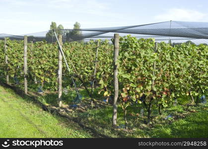 Grapes plants are protected by a protective net in a vineyard in Ter Aar in Netherlands.