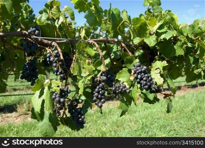 Grapes ready for harvesting