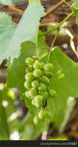 grapes with green leaves. grapes with green leaves on the vine fresh fruits