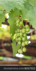 grapes with green leaves. grapes with green leaves on the vine fresh fruits