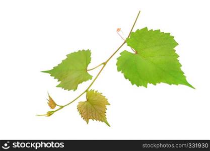 Grapevine and leaves isolated on white background.
