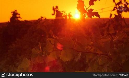 Grapevine in vineyard against the setting sun
