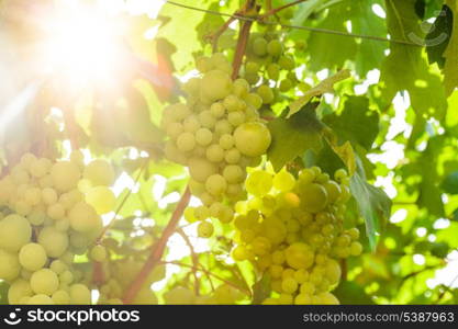 Grapevine on the twig in the garden. Macro view