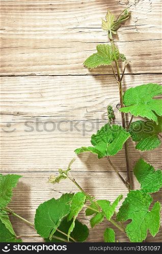 grapevine on wooden background