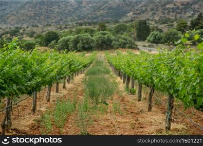 Grapevine with baby grapes and flowers - flowering of the vine with small grape berries. Young green grape branches on the vineyard in spring time.. Grapevine with baby grapes and flowers - flowering of the vine with small grape berries.