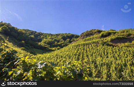 grapevines at the Mosel in summer.. grapevines at the Mosel in summer
