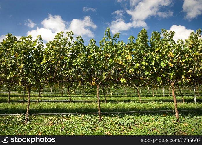 Grapevines growing in a vineyard on the Southern Highlands of New South Wales, Australia